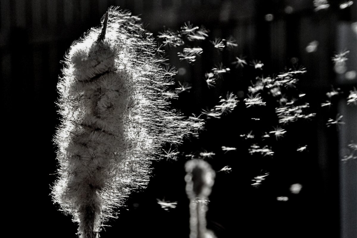 Рогоз - евгений 