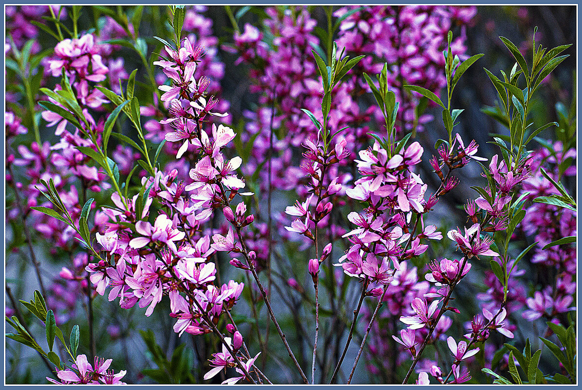 ЦВЕТЕНИЕ - Владимир Кроливец