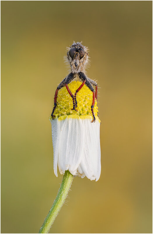 Царь горы.-))) - Александр Григорьев