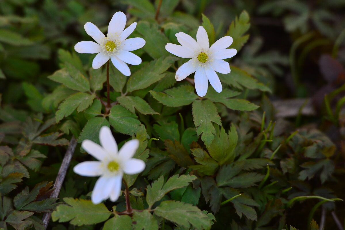первые подснежники - леонид логинов