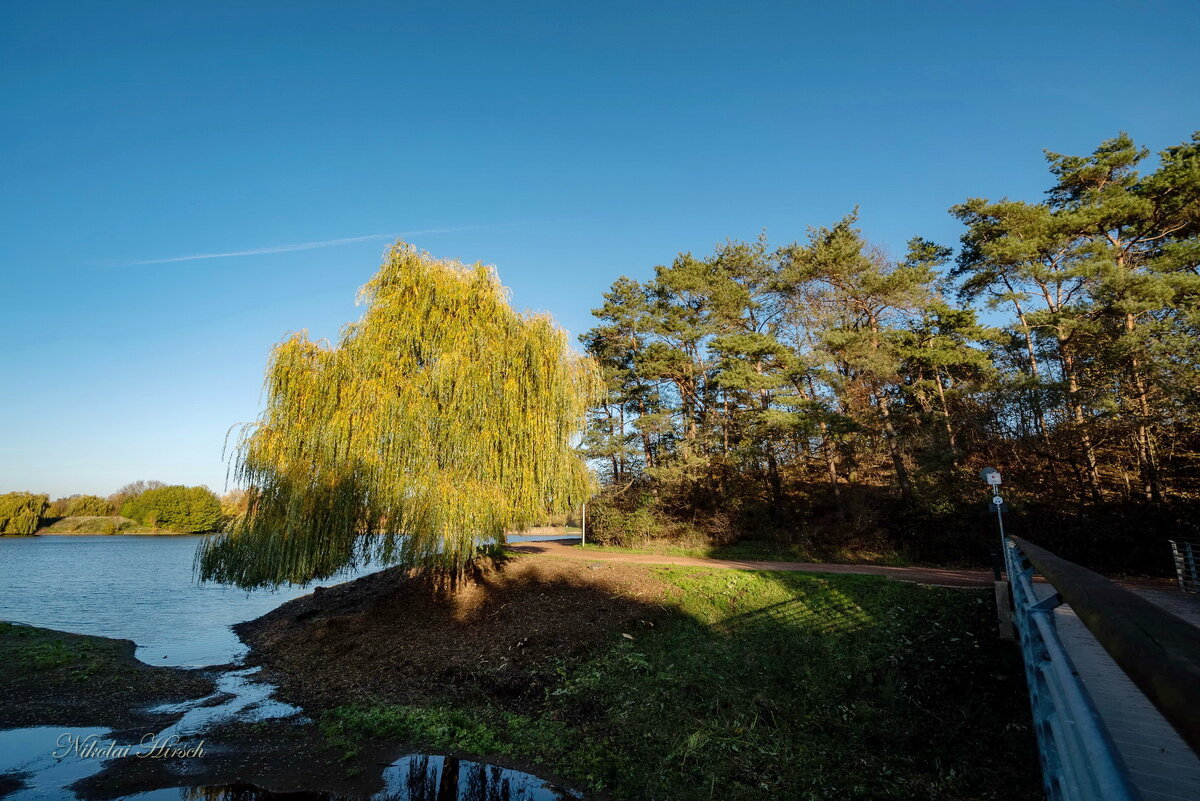 У одинокой ивы... - Николай Гирш