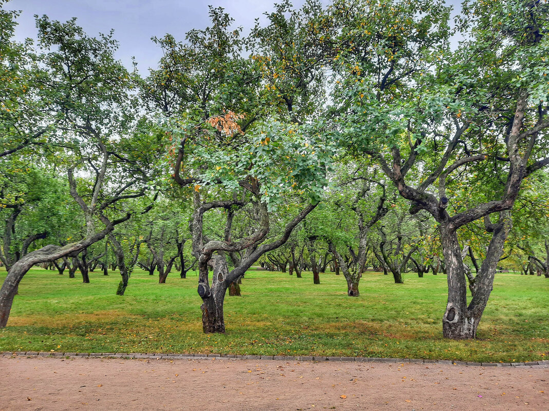 Сад в Коломенском - Irene Irene
