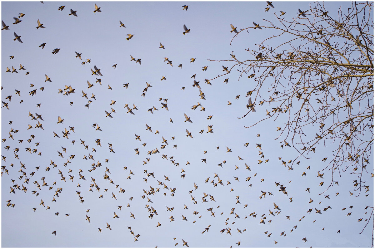 Стая свиристелей. - Михаил К