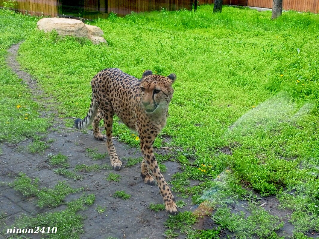 Гепард в ростовском зоопарке - Нина Бутко