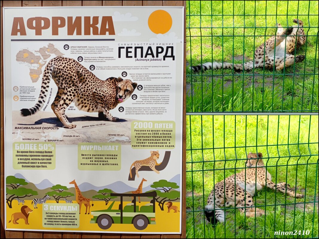 Гепард в ростовском зоопарке - Нина Бутко