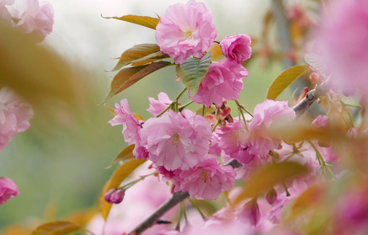 Сакура - Олег Кабанец