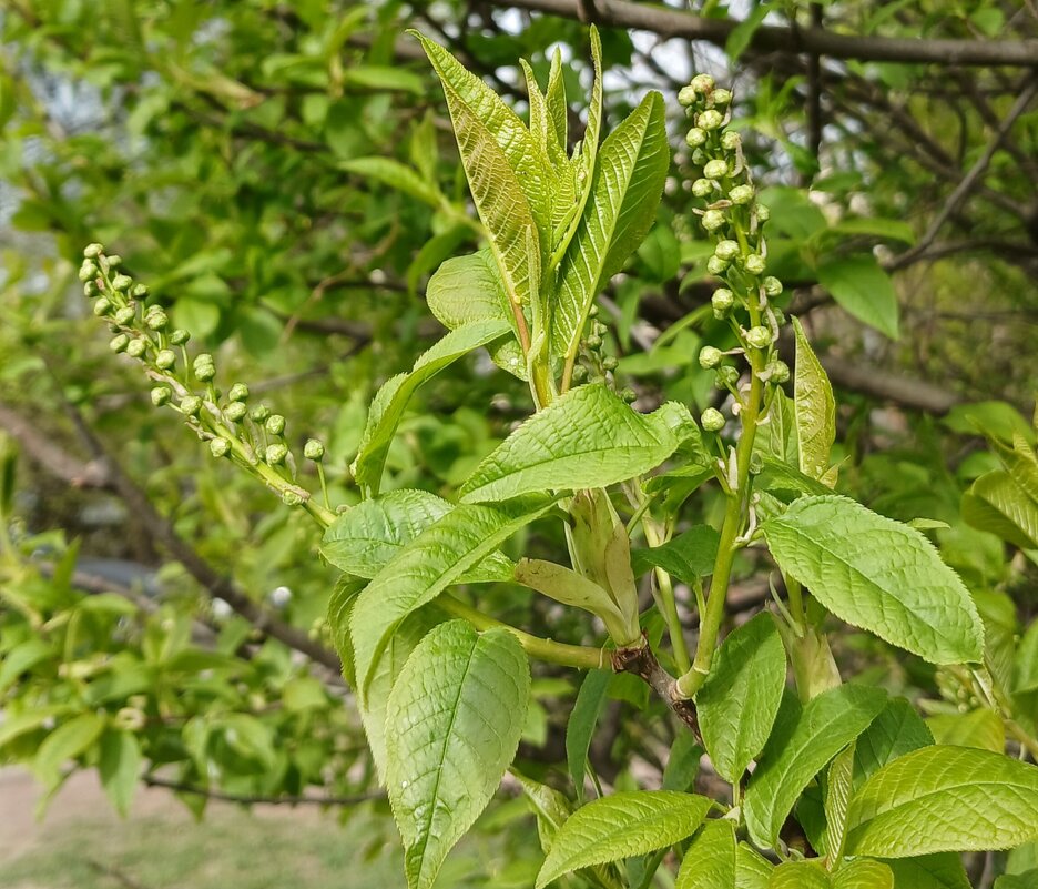 Черёмуха в апреле - Наталья Герасимова