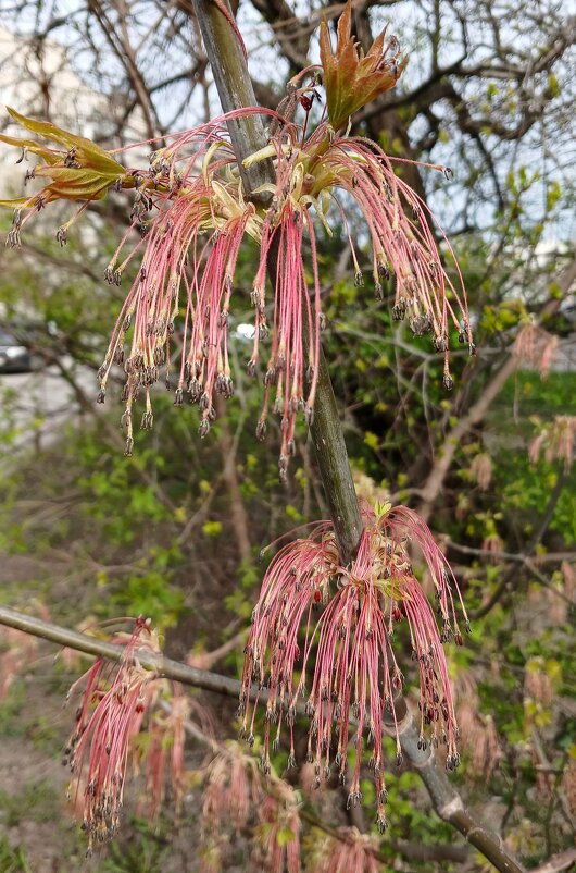 Природа в апреле - Наталья Герасимова
