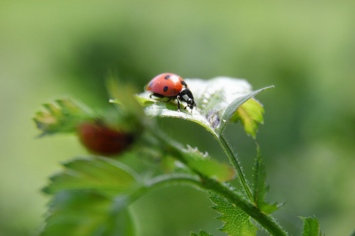 *** - Надежда Куркина 