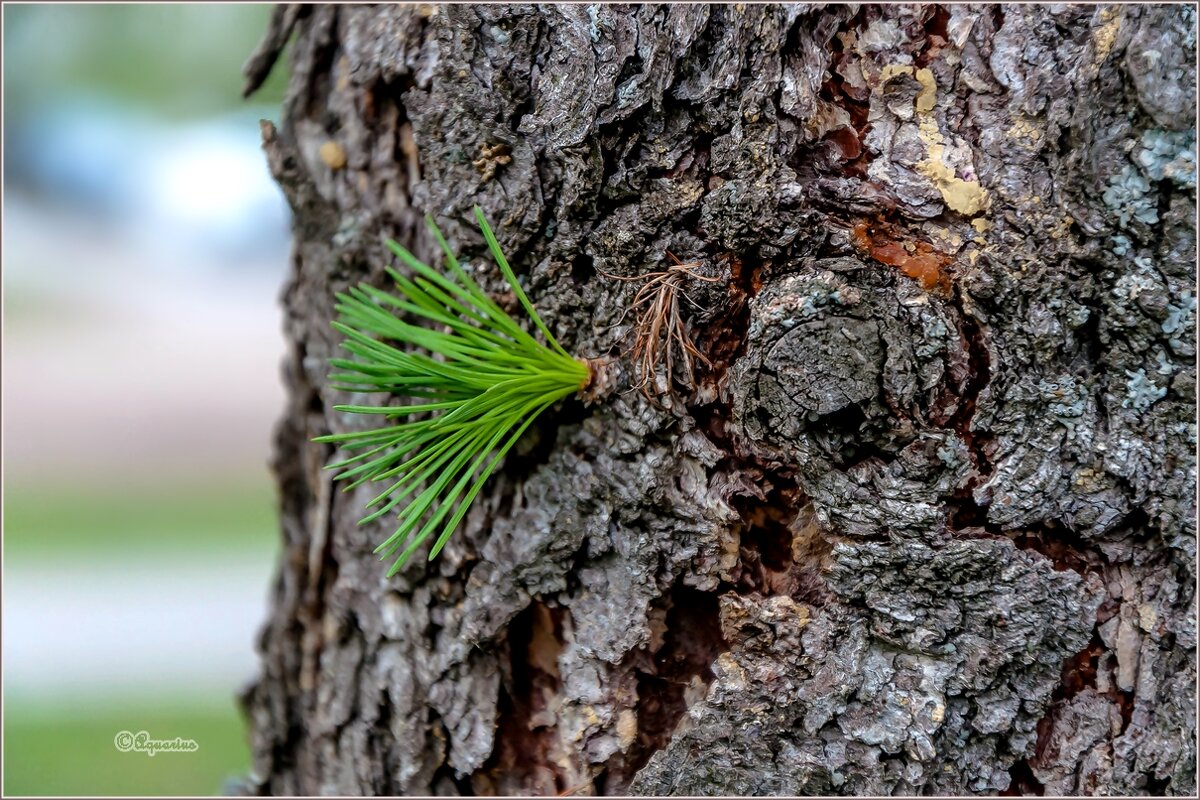 Про весну... - Aquarius - Сергей