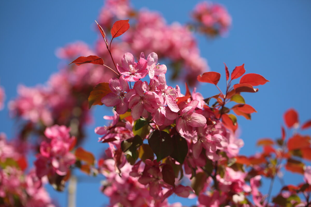 ... - Ninell Nikitina