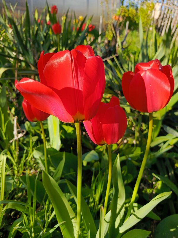 Вестники весны - Татьяна Пальчикова