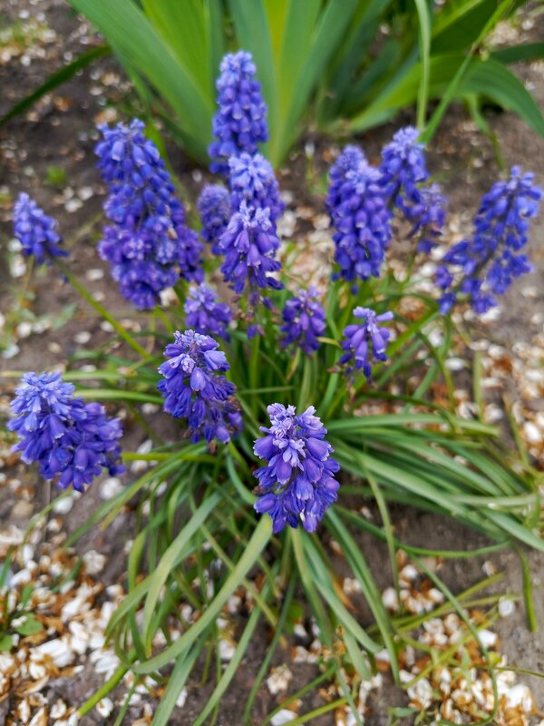Мускари - Татьяна Пальчикова