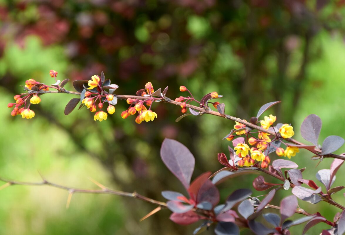 *** - Павленко Михаил 