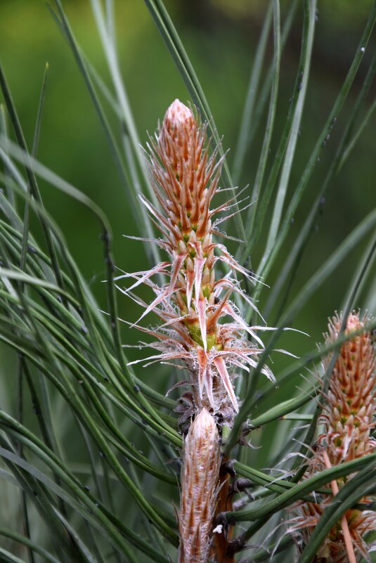 *** - Павленко Михаил 