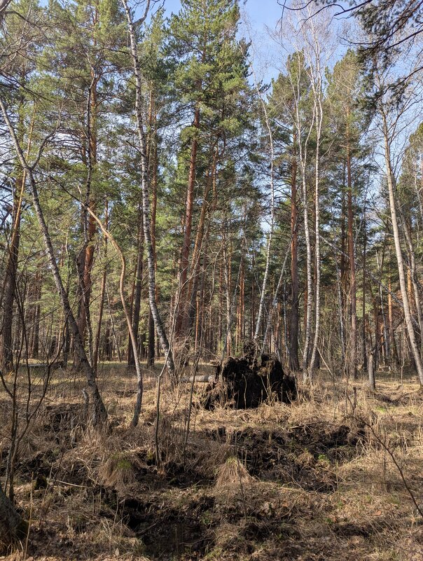 В апрельском лесу - Андрей Хлопонин