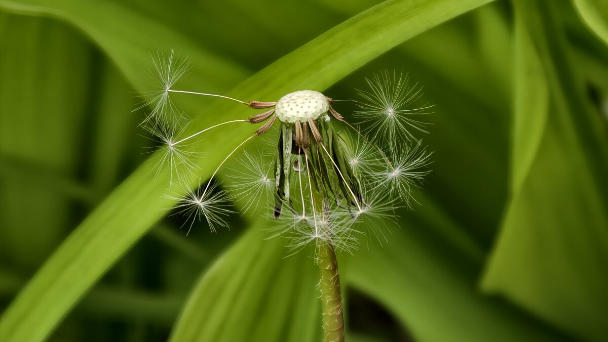 Одуванчик - Мариша Тим