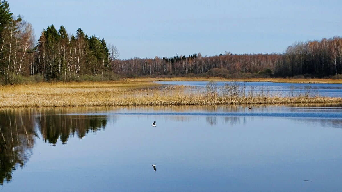 Про озёра Смоленщины. - Милешкин Владимир Алексеевич 