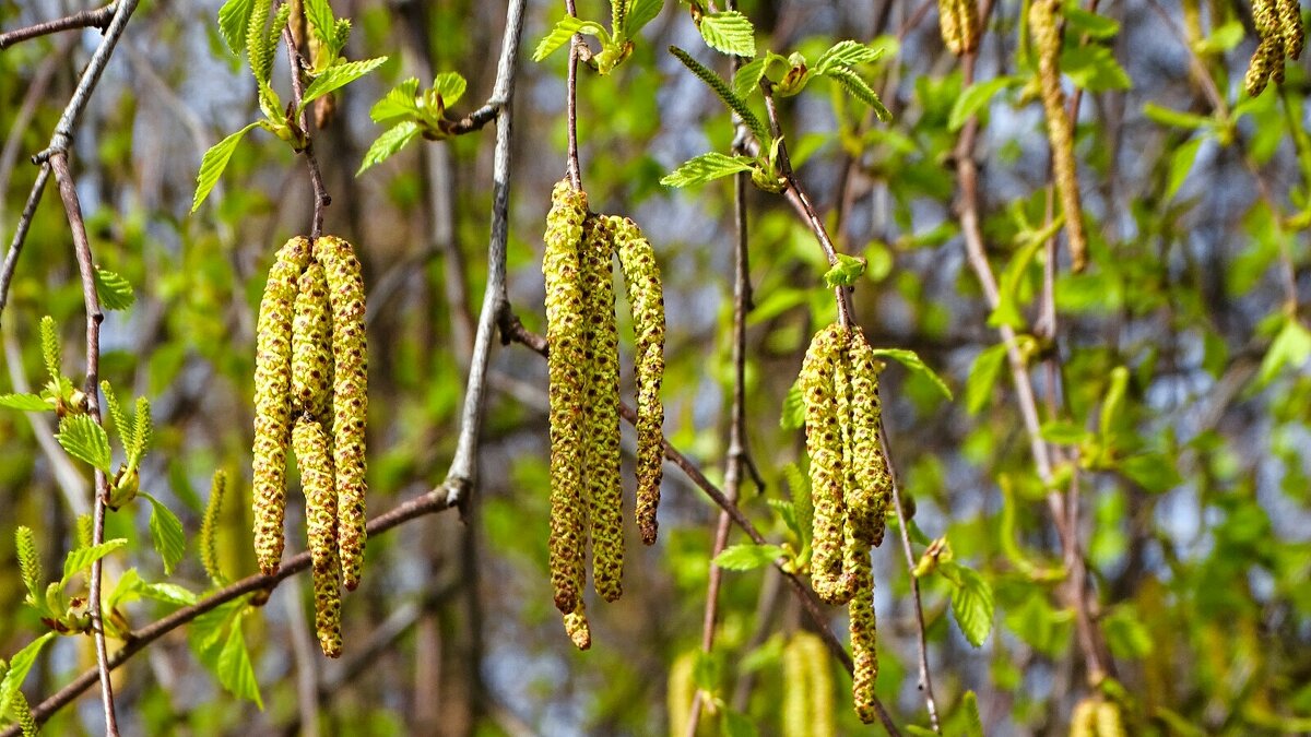 Берёза с серёжками. - Милешкин Владимир Алексеевич 