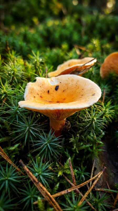 Грибы в лесу - Лилия 