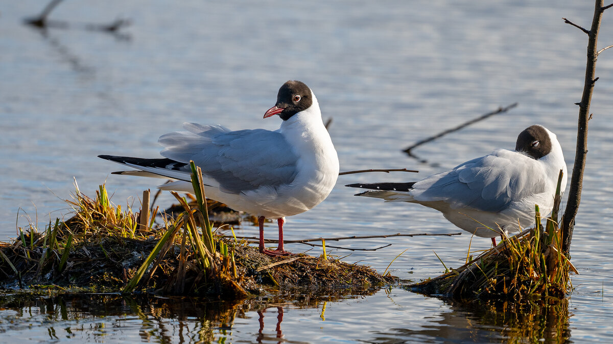 Озерная чайка - Владимир Лазарев