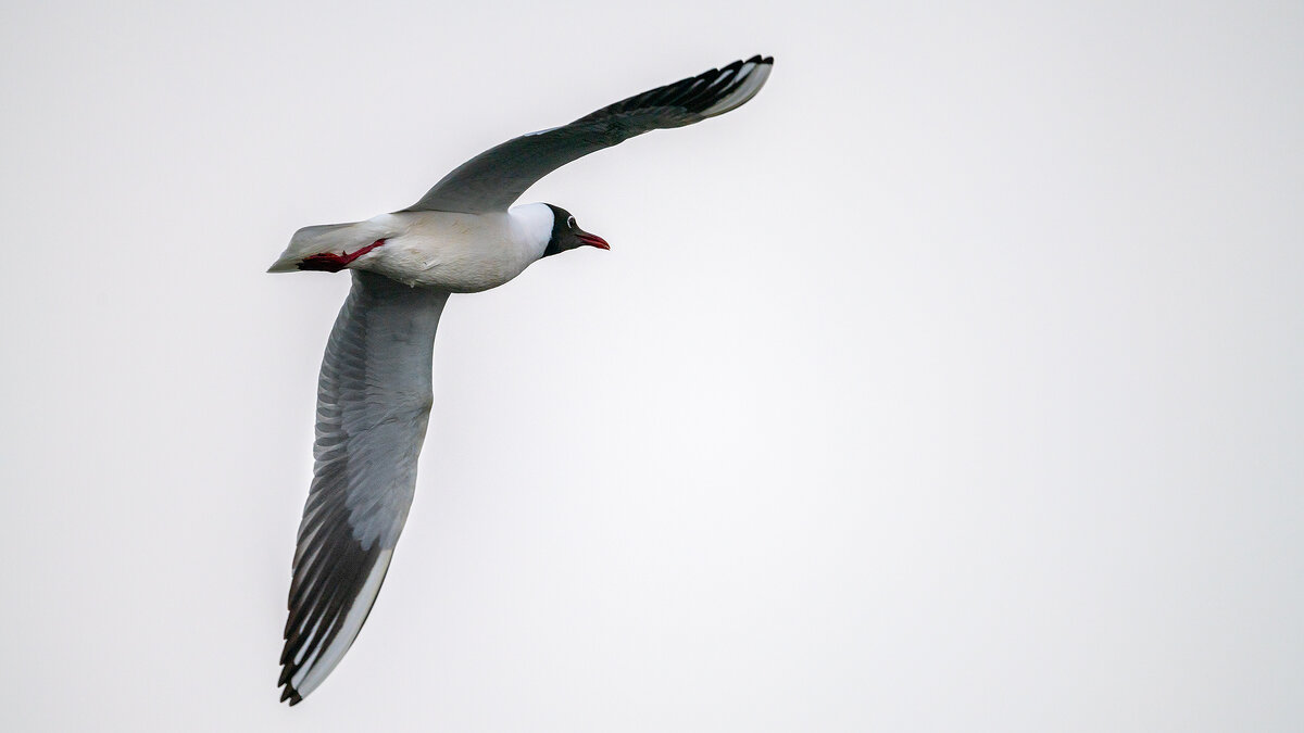 Озерная чайка - Владимир Лазарев