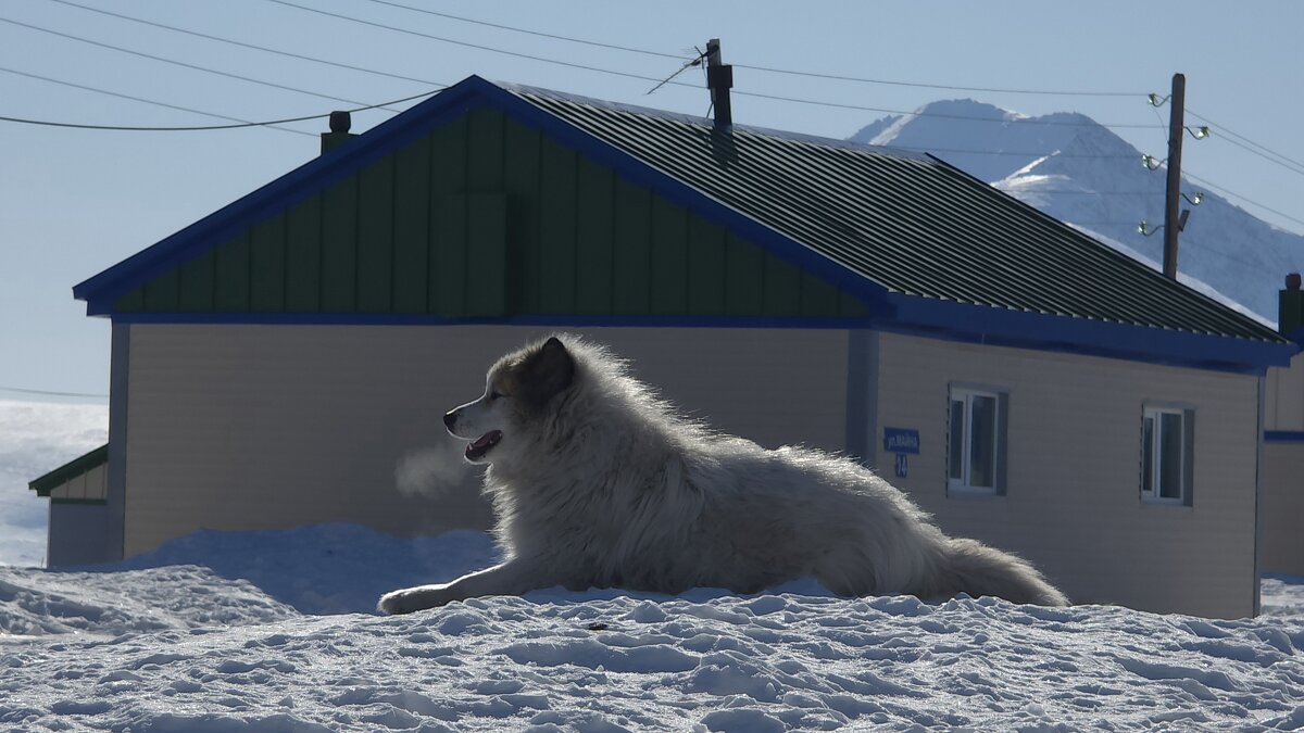 Белый красавец. - Татьяна Чаброва