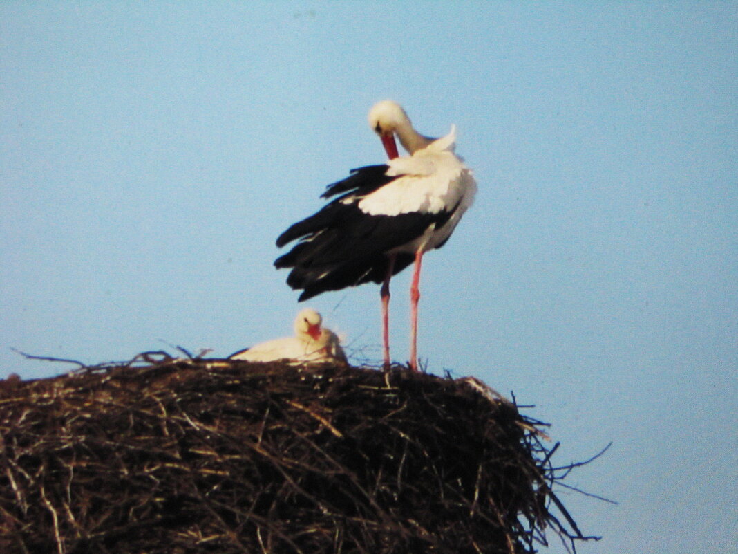 Прихорашивается - Людмила Смородинская