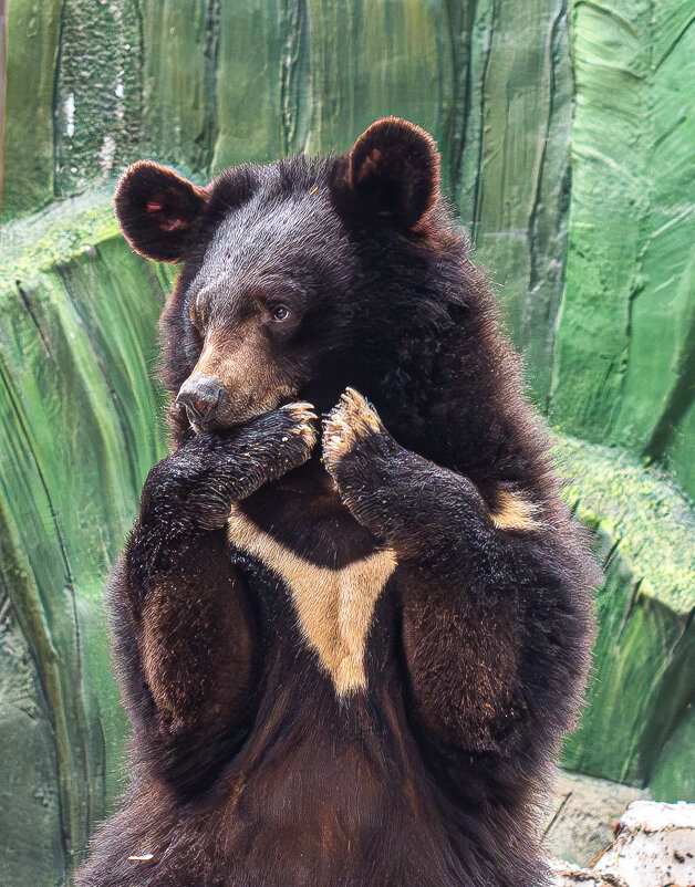 Гималайский медведь - Михаил Измайлов