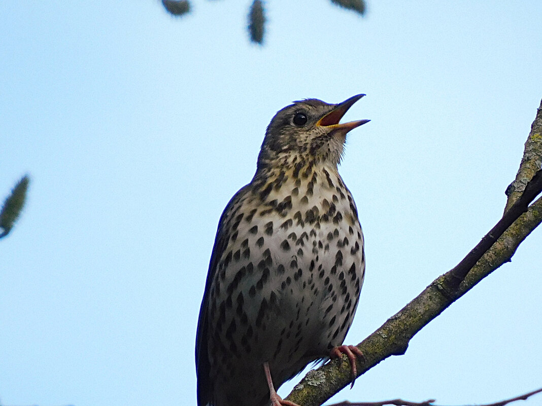 Певчий дрозд - Лина 