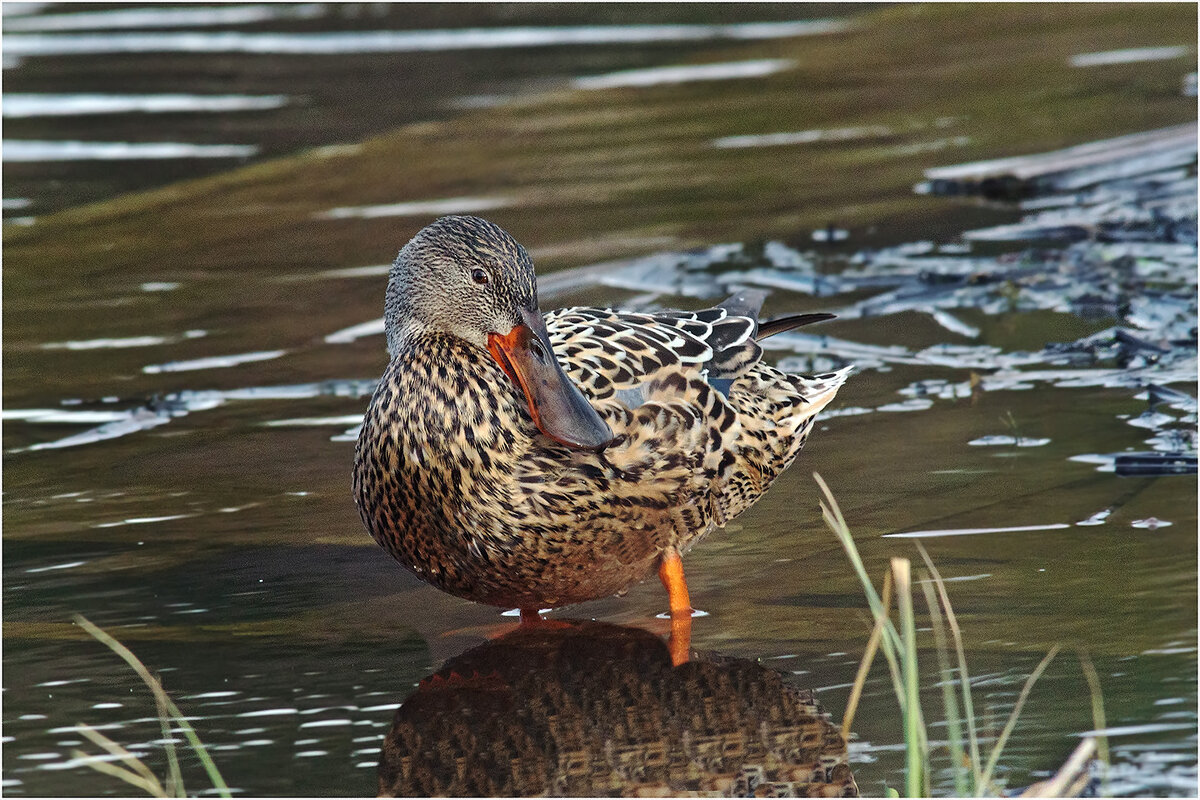 Широконоска ( утка- курица ) - Валентин Котляров