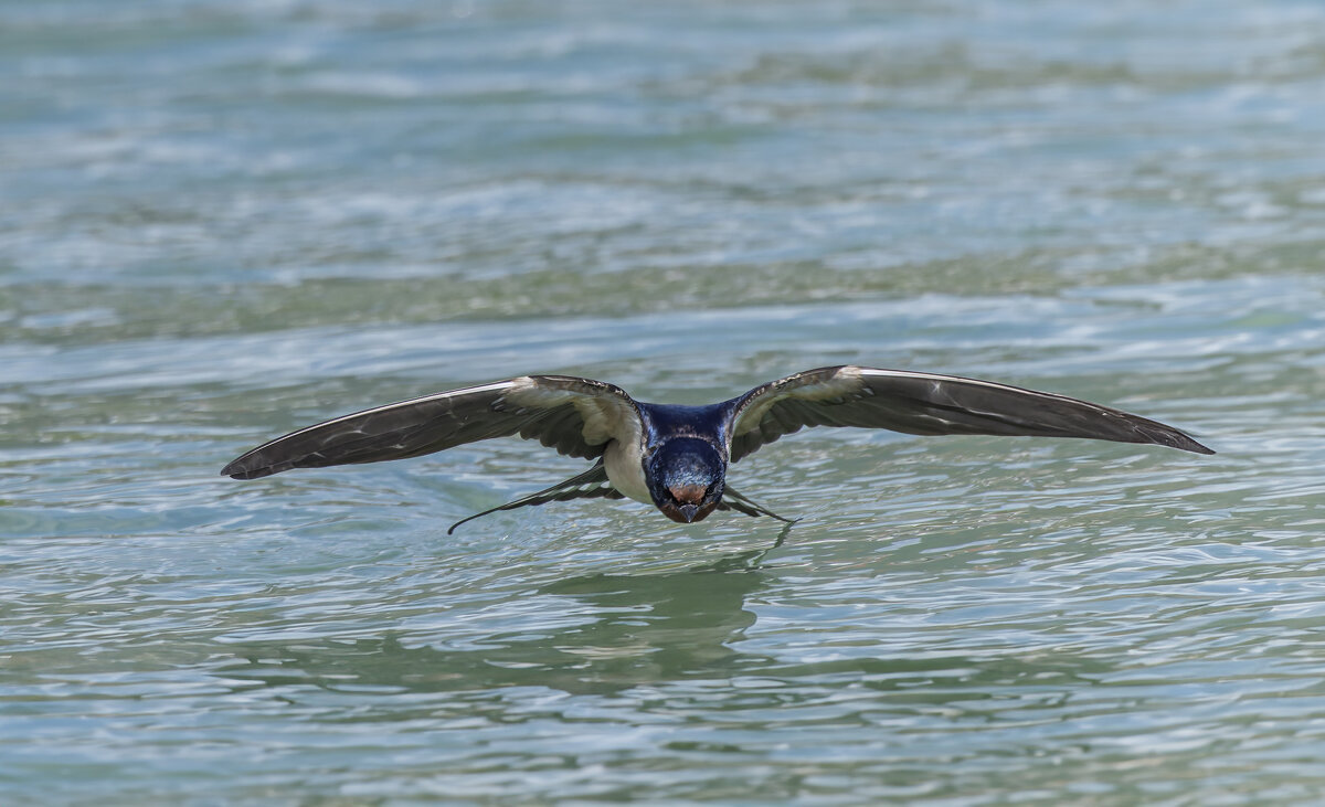 ласточка деревенская. - юрий макаров