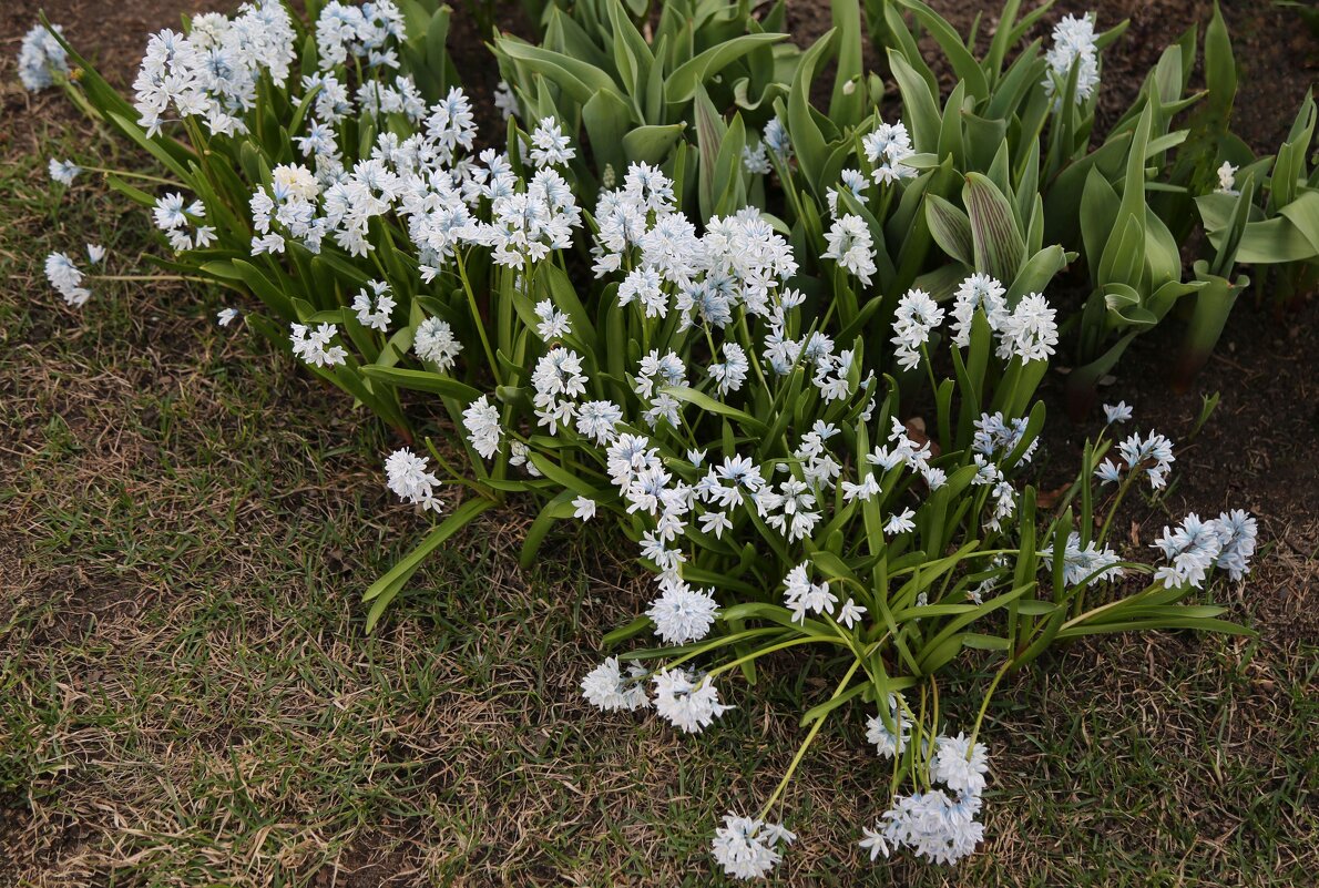 Букет - ZNatasha -