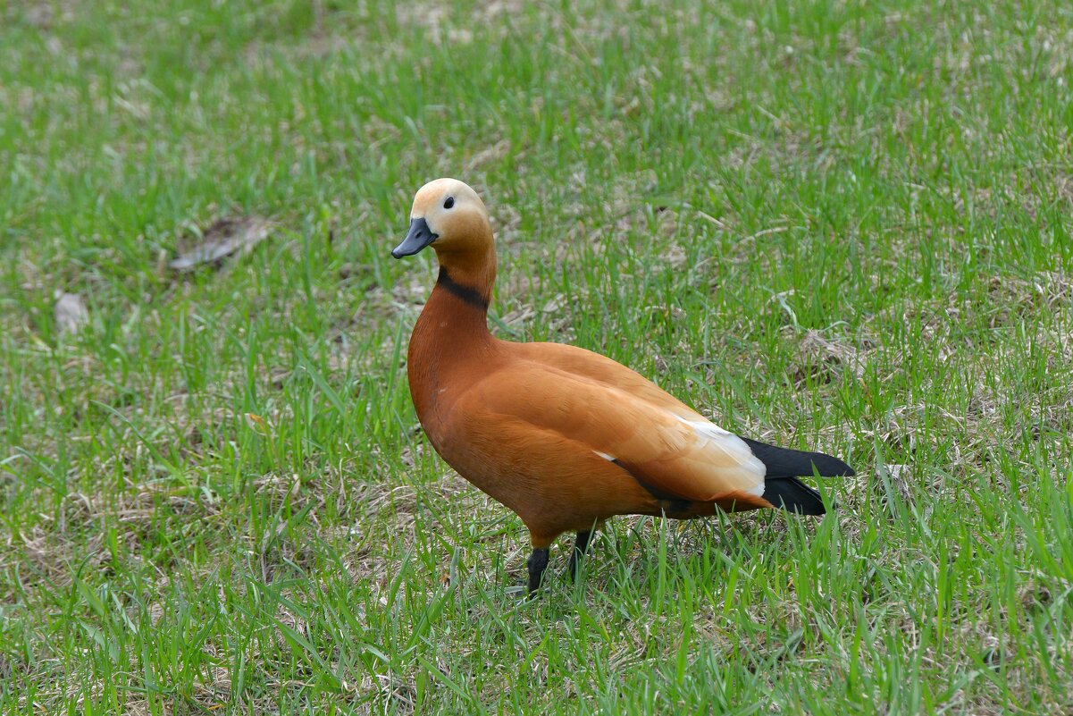 Огарь - Константин Анисимов