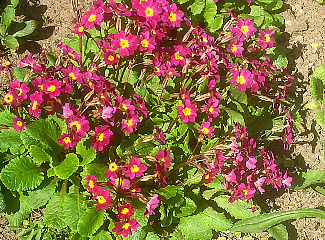 Весенний ковер - Елена Семигина