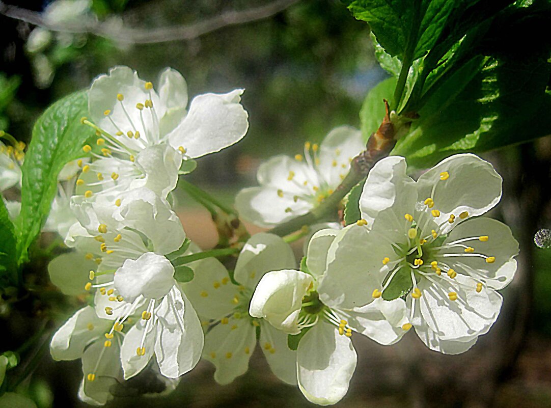 Весеннее - Елена Семигина