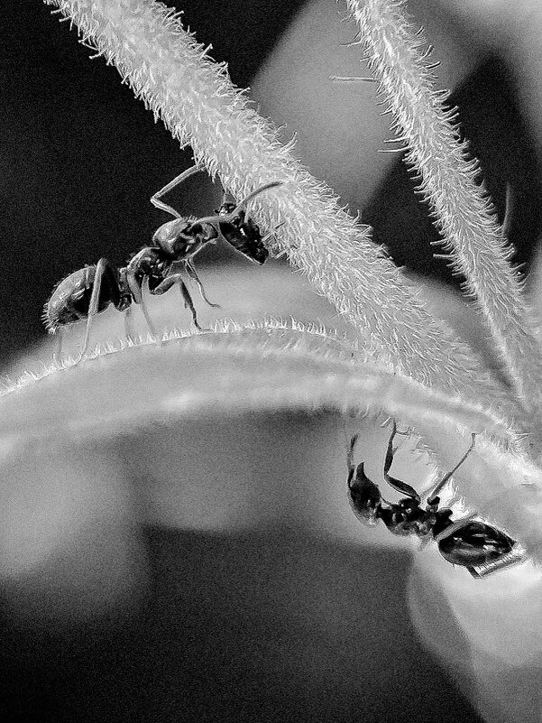 Муравьи-трудяги - Анна Пигулевская