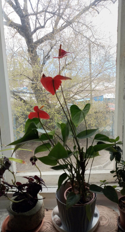 *** - Валентина Береснева