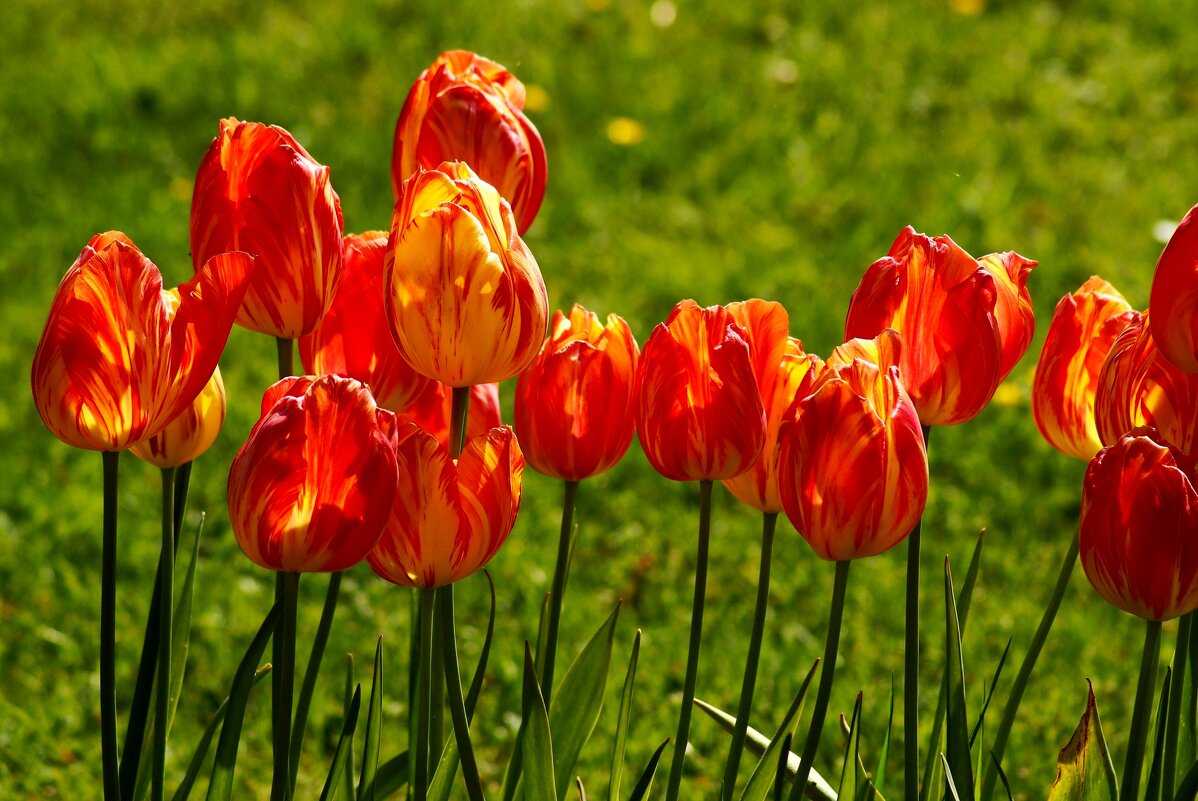 Доброе утро - Юрий. Шмаков