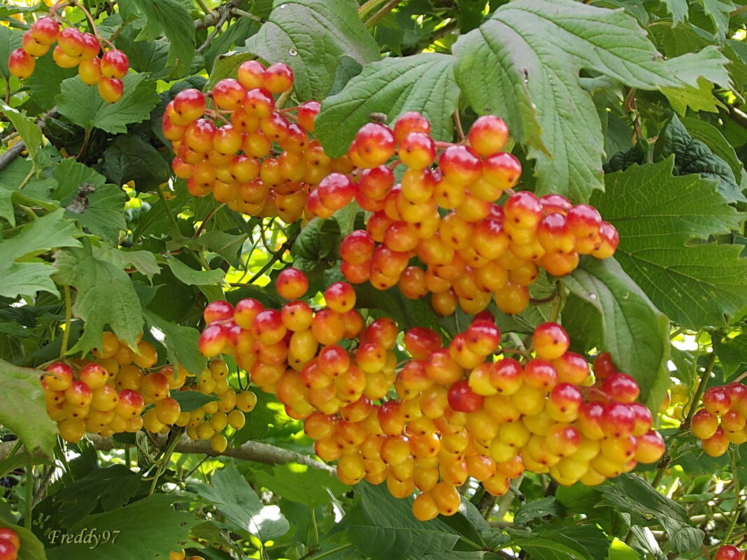 Калина - Freddy 97