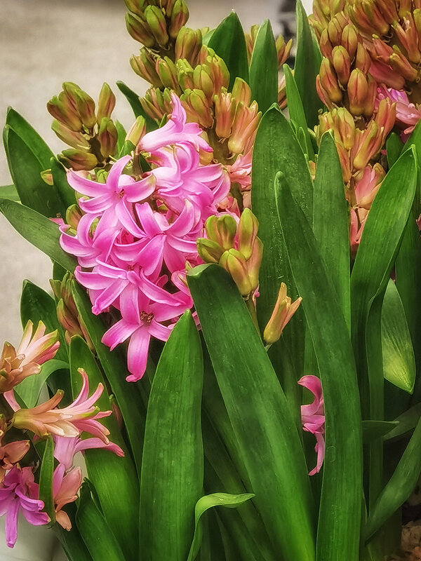 Розовый гиацинт. - Лилия *