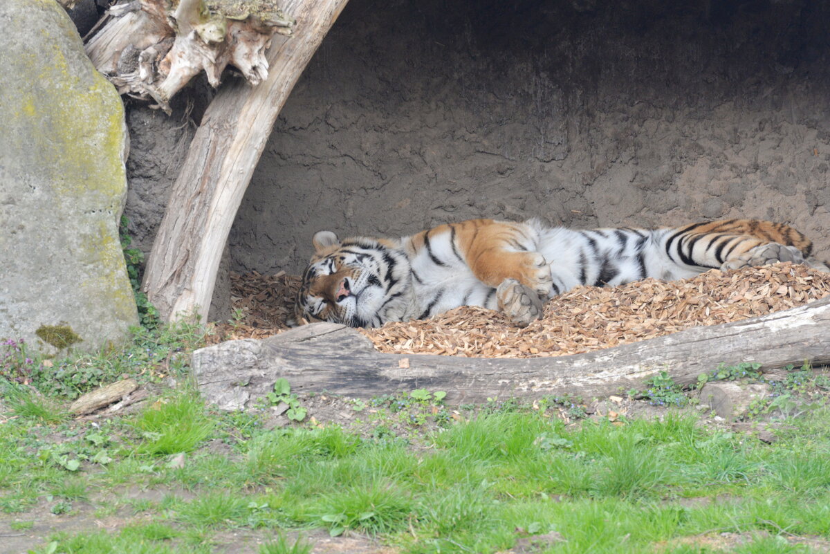 лейпциг2026 - Алексей Короткевич