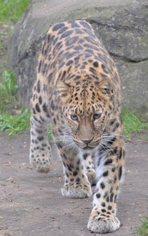 лейпциг2026 - Алексей Короткевич