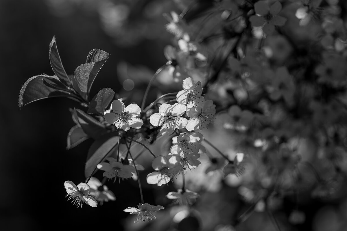 На рассвете. - Sergey (Apg)