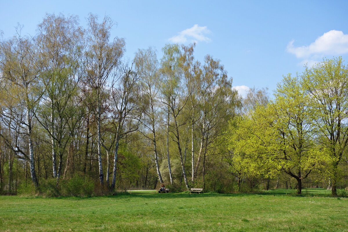 Весна в нежно-зелёном... - Галина 