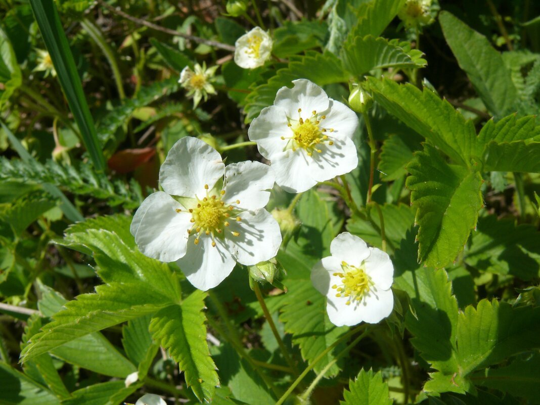 Земляника цветёт - Елена Елена