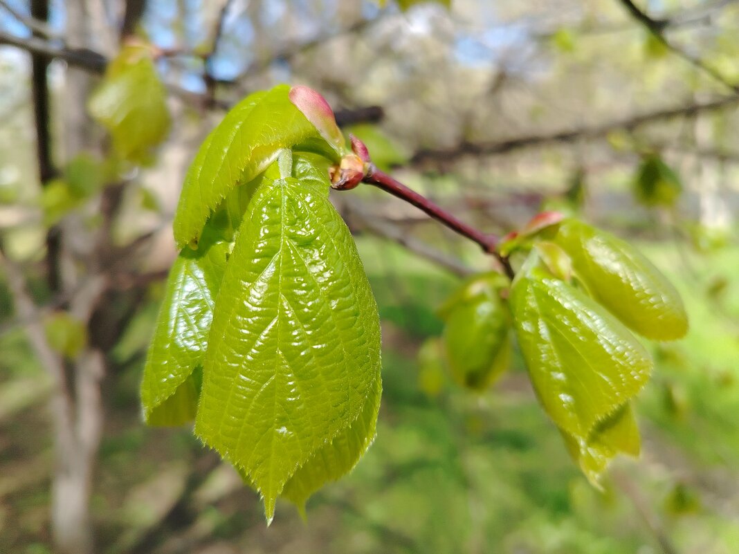 Молоденькие - Надежда 