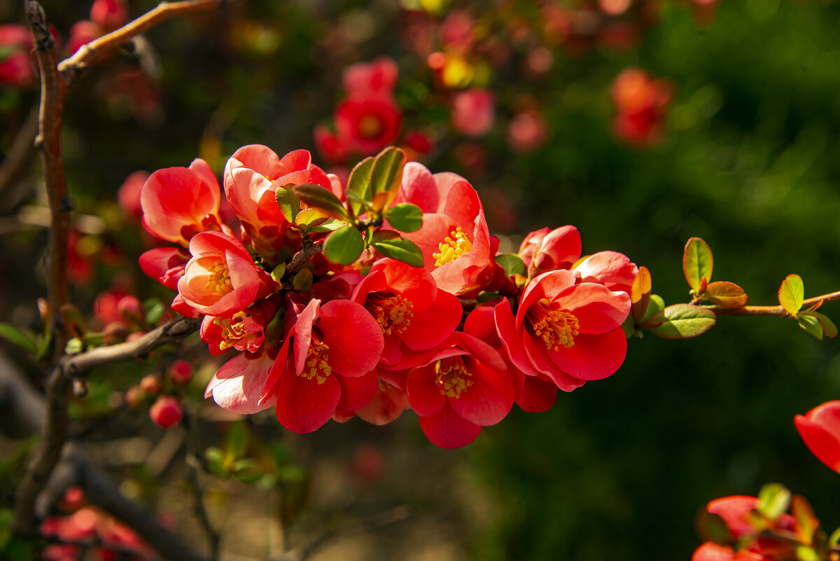 Айва - Анатолий Чикчирный