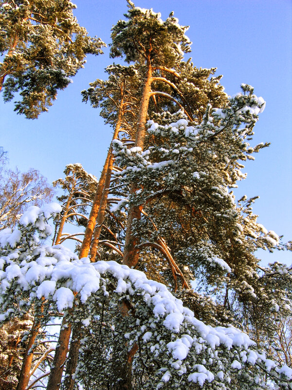 Январь, закат, сосны ;-) - Алексей Пышненко