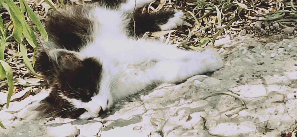 14  КЛОС (150) - CLOSE WAYS ALL